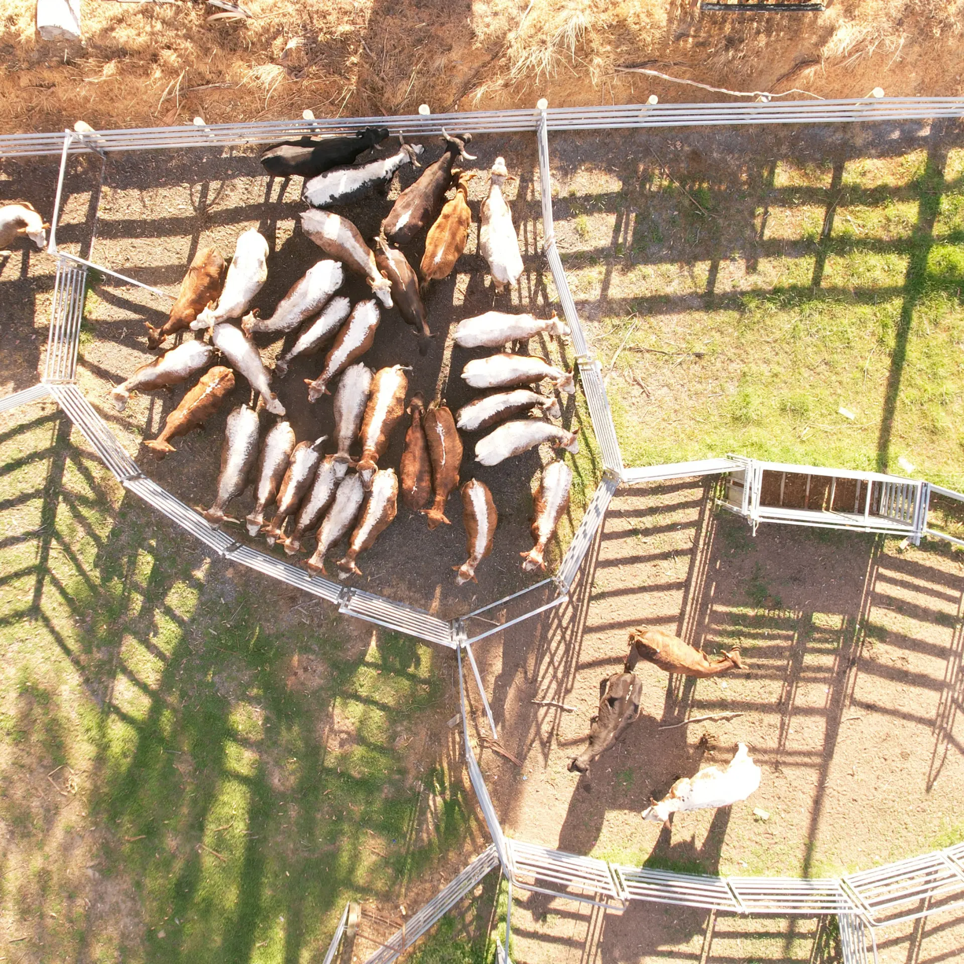 Aerial view of goats in metal pens